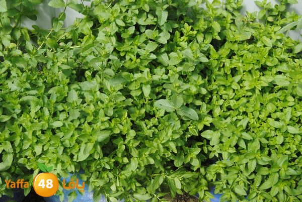 sooqelzahra2lud602 (16).JPG